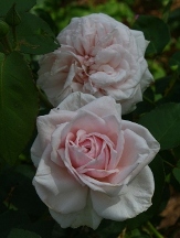 Souvenir de la Malmaison Rose, Rosa x 'Souvenir de la Malmaison'